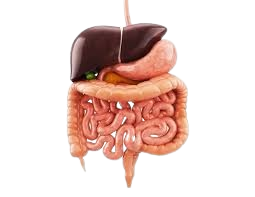 Digestive